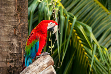 The red-and-green macaw (Ara chloropterus), also known as the green-winged macaw.