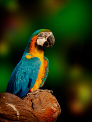 The blue-and-yellow macaw (Ara ararauna), also known as the blue-and-gold macaw.
