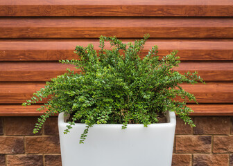 Green bush in a white pot on a background of a beautiful wall with wooden panels