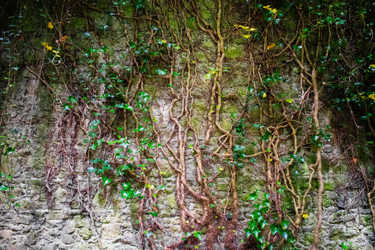 Ancient stone wall with roots and hanging vines