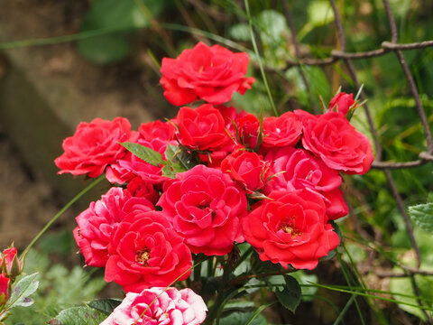 Selective focus shot of growingred floribunda roses