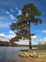 Large pine on the sandy shore of the lake