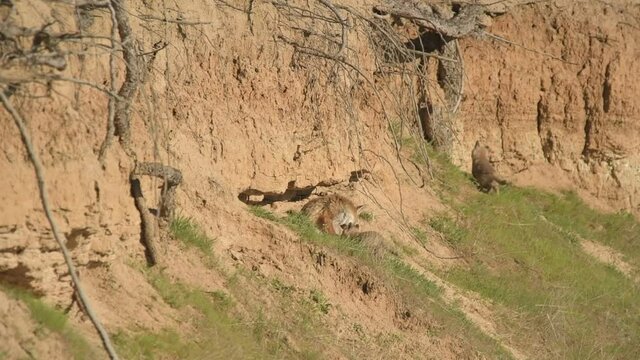 Zorros adultos con las cr&iacute;as en la zorrera