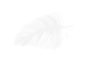 White feather isolated on a white background