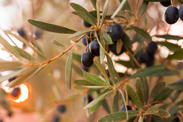 black olives on vnth trees in an olive grove