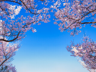 春イメージ　桜と青空