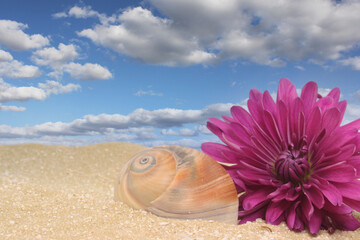 Fototapeta na wymiar Sea Shell and Flower on Sand With Blue Sky