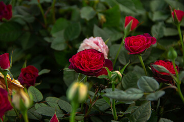 Blooming red roses flowers in garden