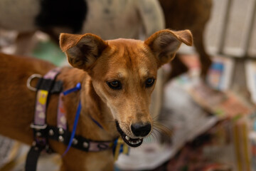 Um cachorro caramelo, disponível para adoção, dentro de um cercado em uma feira de animais resgatados.