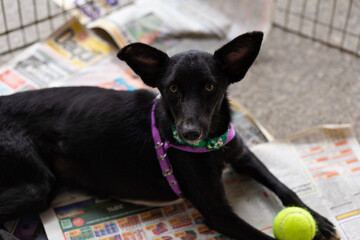 Um cachorro preto, disponível para adoção, dentro de um cercado,  em uma feira de animais...