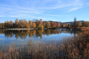 Fototapeta premium Golden trees in Auslikon, Zurich.