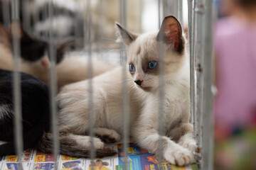 Um gato dentro de uma gaiola em uma feira de adoção de animais resgatados.
