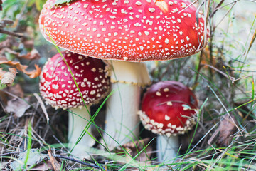 Red fly agaric, close-up, Latin name Amanita muscaria with a beautiful red hat in the autumn forest, hid in the grass. High quality photo,macro photo, tinted image, selective focusing