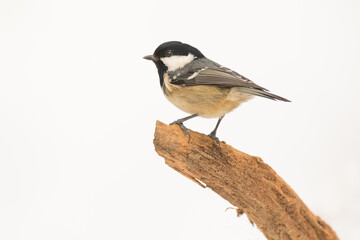Coal tit or cole tit (Periparus ater), single bird on branch in snowy woodland, Winter. Slovenia, Europe