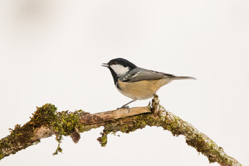 Coal tit or cole tit (Periparus ater), single bird on branch in snowy woodland, Winter. Slovenia, Europe