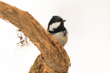 Coal tit or cole tit (Periparus ater), single bird on branch in snowy woodland, Winter. Slovenia, Europe