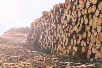 Woodpile fresh cut pine logs at sawmill factory. Big stack of tree trunks at wood production lumber mill. Processing timber material at wood construction warehouse. Chopped firewood stumps. Forestry