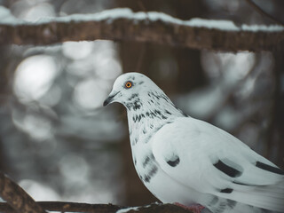 A white dove sits on a tree branch in winter.
