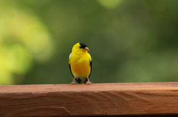Yellow BIrd