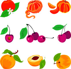 Vector set of fresh fruits