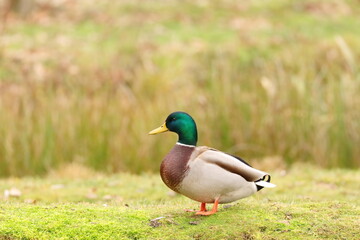 Mallard duck on the lake coast