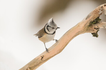 Crested tit, Parus cristatus, single bird on branch in snowy woodland, Slovenia, Europe