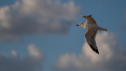 Isolated close up of a single soaring seagull close to the shore- Israel