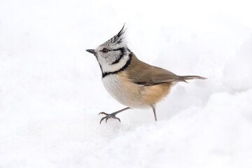 Crested tit, Parus cristatus, single bird on the snow, Slovenia, Europe