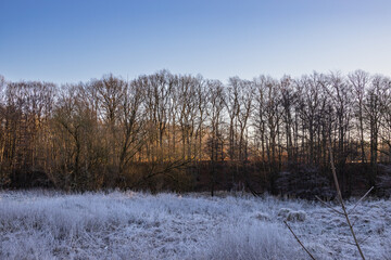 Hahnheide nature reserve - Hoarfrost on the meadow