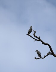 white stork birds on tree branch