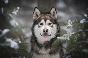 Close-up portrait of a powerful Alaskan Malamute dog among snow-covered spruce branches against the background of a frosty winter coniferous forest. Looking into the camera. The mouth is open
