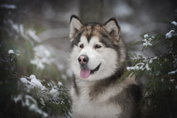 Close-up portrait of a powerful Alaskan Malamute dog among snow-covered spruce branches against the background of a frosty winter coniferous forest. Looking away. The mouth is open