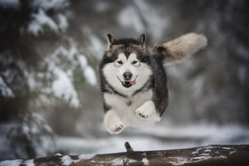 Powerful alaskan malamute dog jumping over a large fallen tree against the backdrop of a frosty winter coniferous forest. Paws in the air. The mouth is open. Crazy dog

