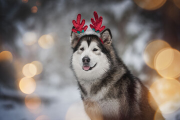 Close-up portrait of a powerful alaskan malamute dog in red christmas antlers among burning yellow lights against the background of frosty winter coniferous forest