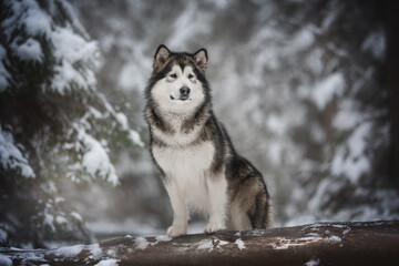 A powerful alaskan malamute dog standing with his front paws on a fallen tree against the background of a frosty winter coniferous forest. Looking away - obrazy, fototapety, plakaty