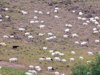 A heard of sheep grazing on steep slopes of a hill in outskirts of Xilinhot, Inner Mongolia. There...