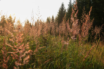 A view on a golden pasture shimmering in the colors of setting sun in Austria. The high grass is...