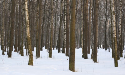 Bare tree trunks in a snowy winter forest