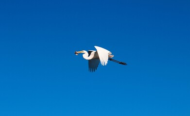 Egret carrying fish after fishing in Lagoa de Araçatiba, in Maricá, RJ, Brazil.