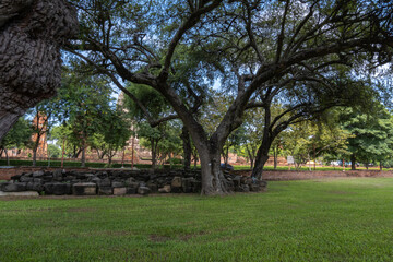 Trees in the Ayutthaya Old City area