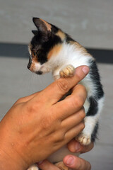 small funny tricolor kitten in hands