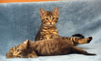 two little brown tabby kittens playing