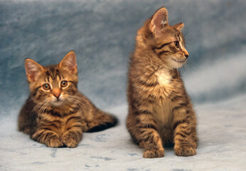 two little brown tabby kittens playing