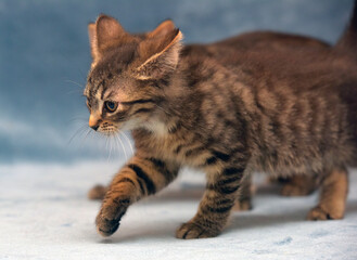 two little brown tabby kittens playing