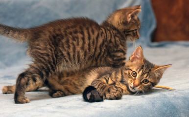 two little brown tabby kittens playing