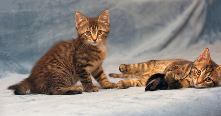 two little brown tabby kittens playing