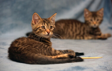 two little brown tabby kittens playing