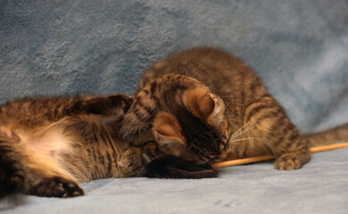 two little brown tabby kittens playing