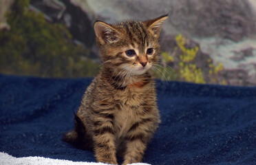 cute little brown tabby kitten