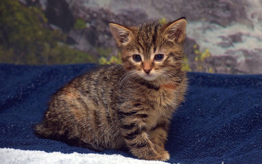 cute little brown tabby kitten